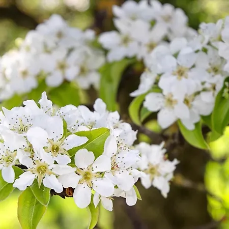 Willi's Bauernhof Çiftlik konaklama *