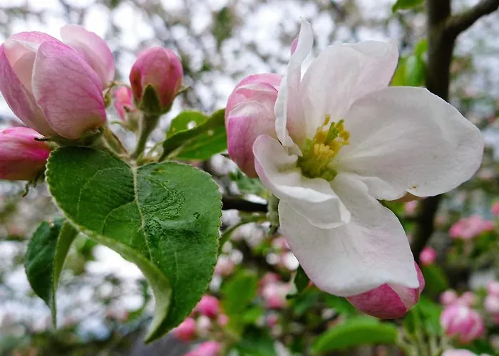 Willi's Bauernhof Feriegård *